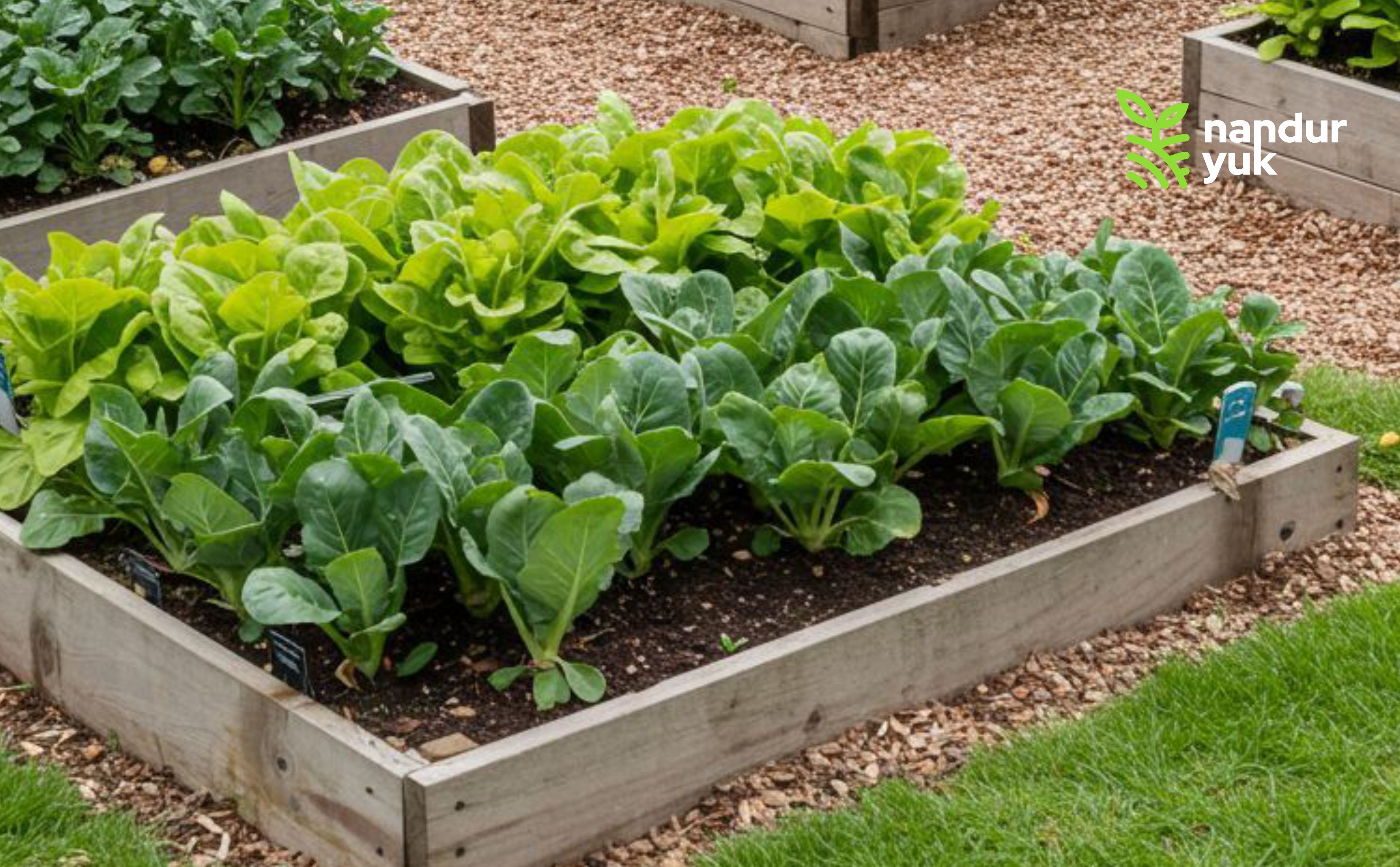 Mulai dari Halaman Kecil: 7 Langkah Awal Membuat Kebun Sayur Mini di Rumah